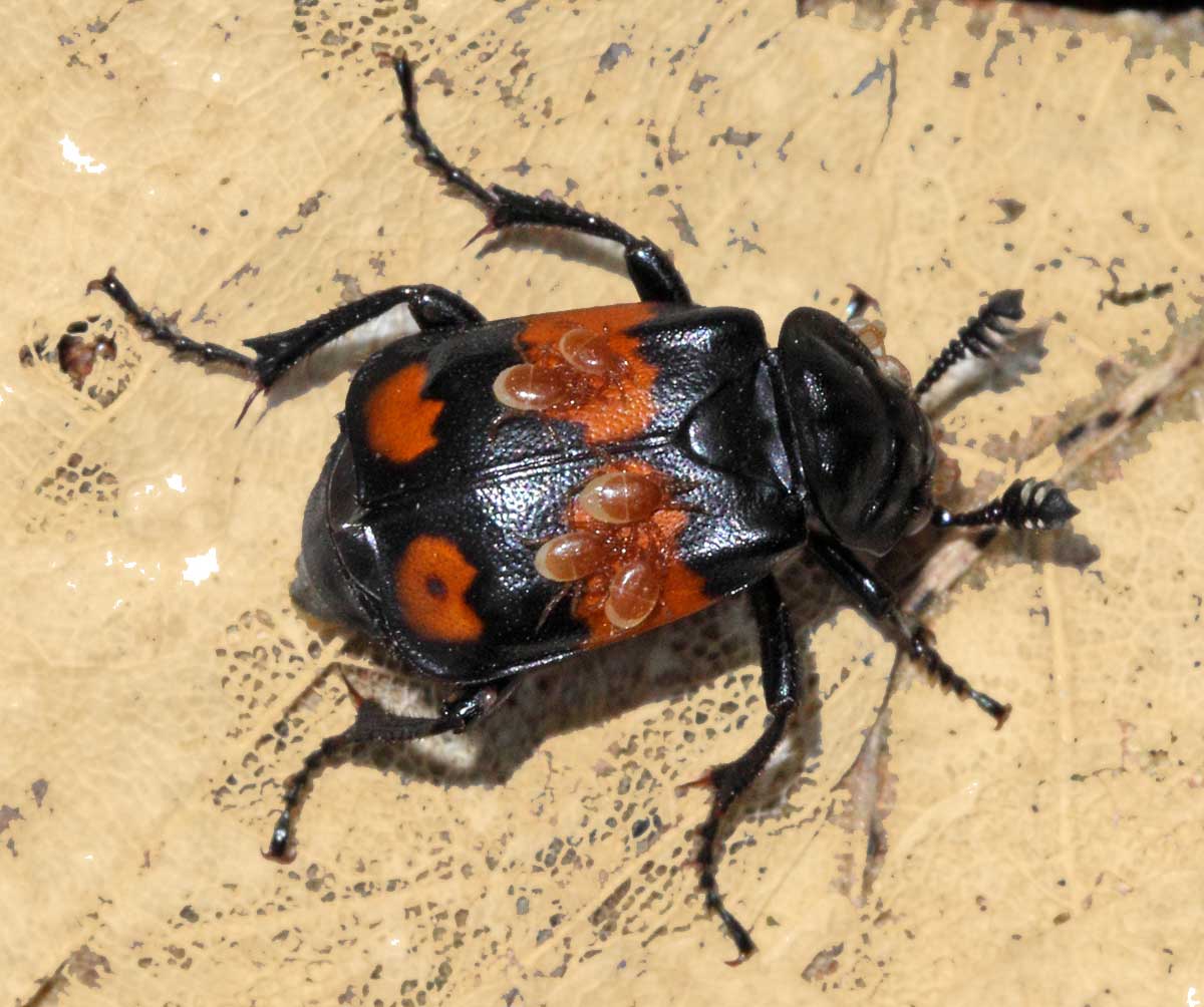 Escarabajo Nicrophorus 