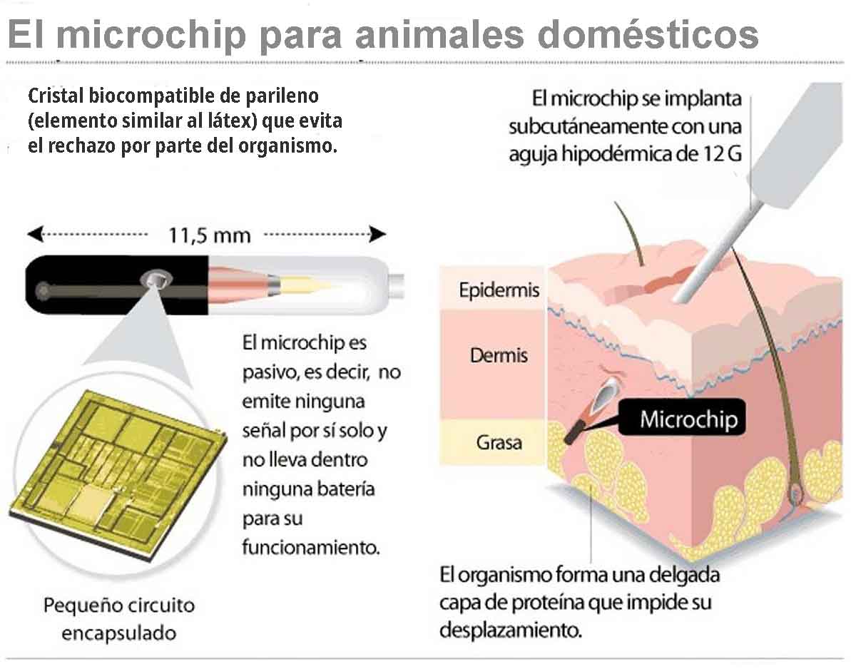 microchip para mascotas