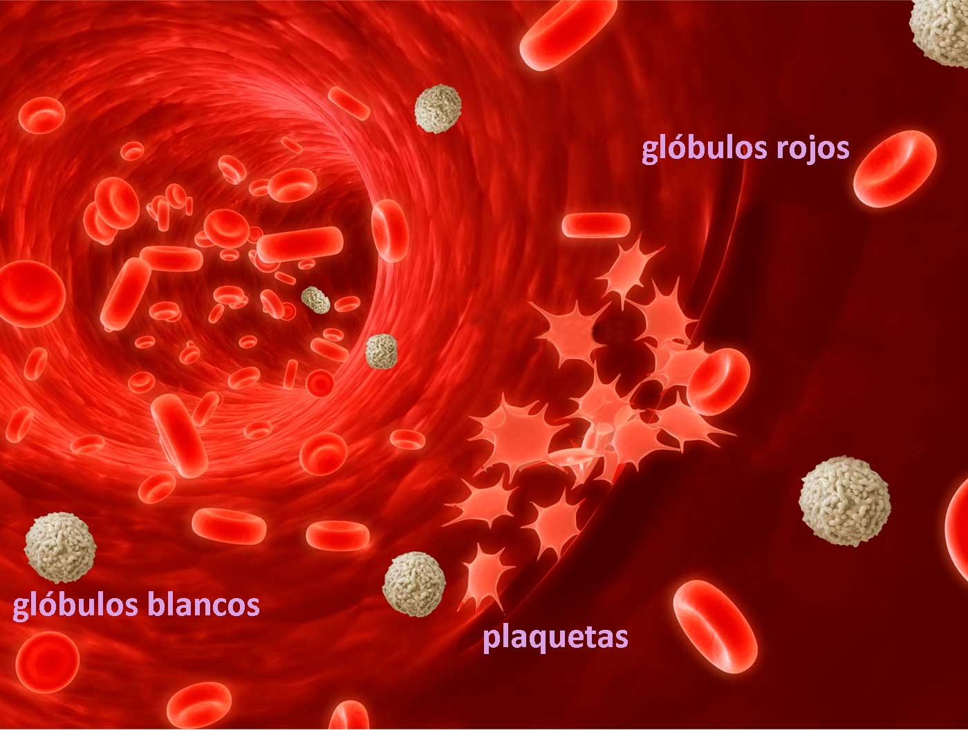Ilustración sobre los componentes de la sangre
