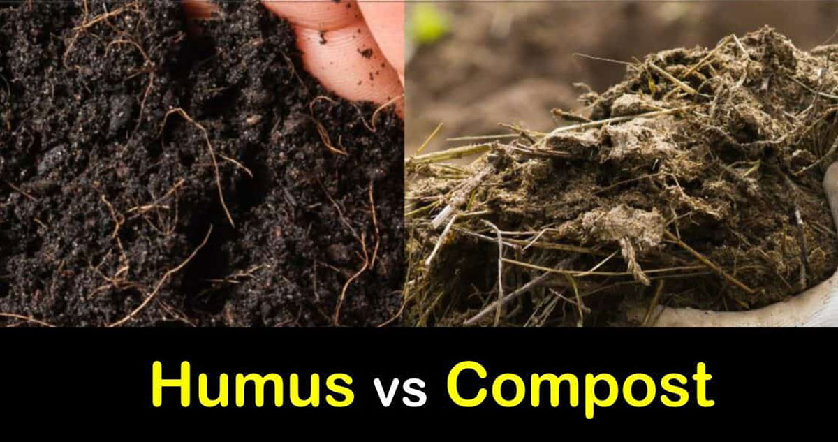 Humus vs compost
