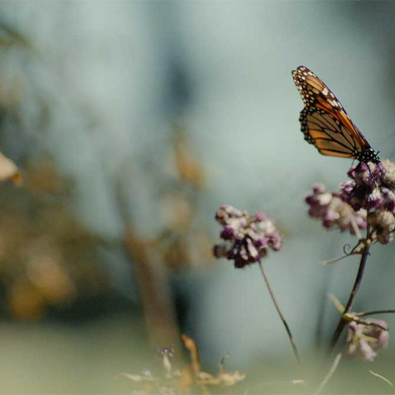 Fotograma del documental Muerte es Vida. Mariposa Productions.