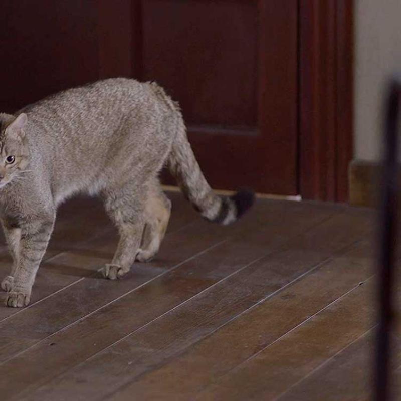 Fotograma 522. Un gato, un chino y mi padre 